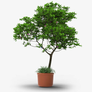 Strella Kamini Bonsai